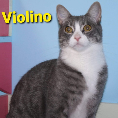 violino